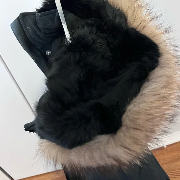 Canadian wolf - Picture 3 of 3